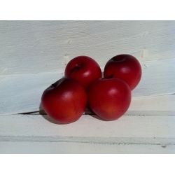 12 Manzanas rojas 5x5 cms